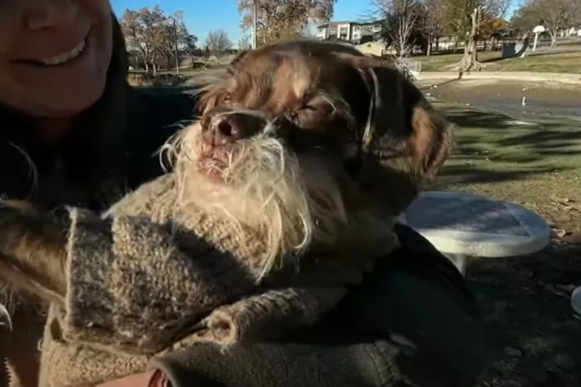 Senior miniature schnauzer named Griff