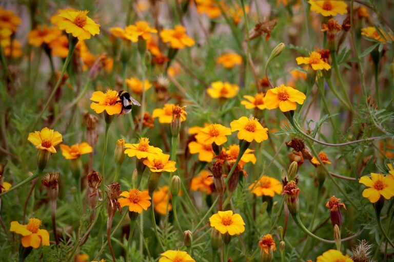 Bright orange cone flowers with bee