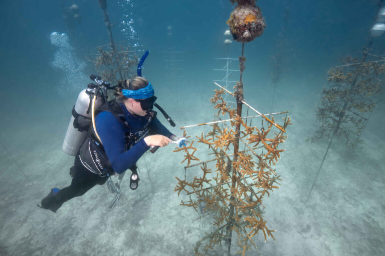 Scuba Diver with coral