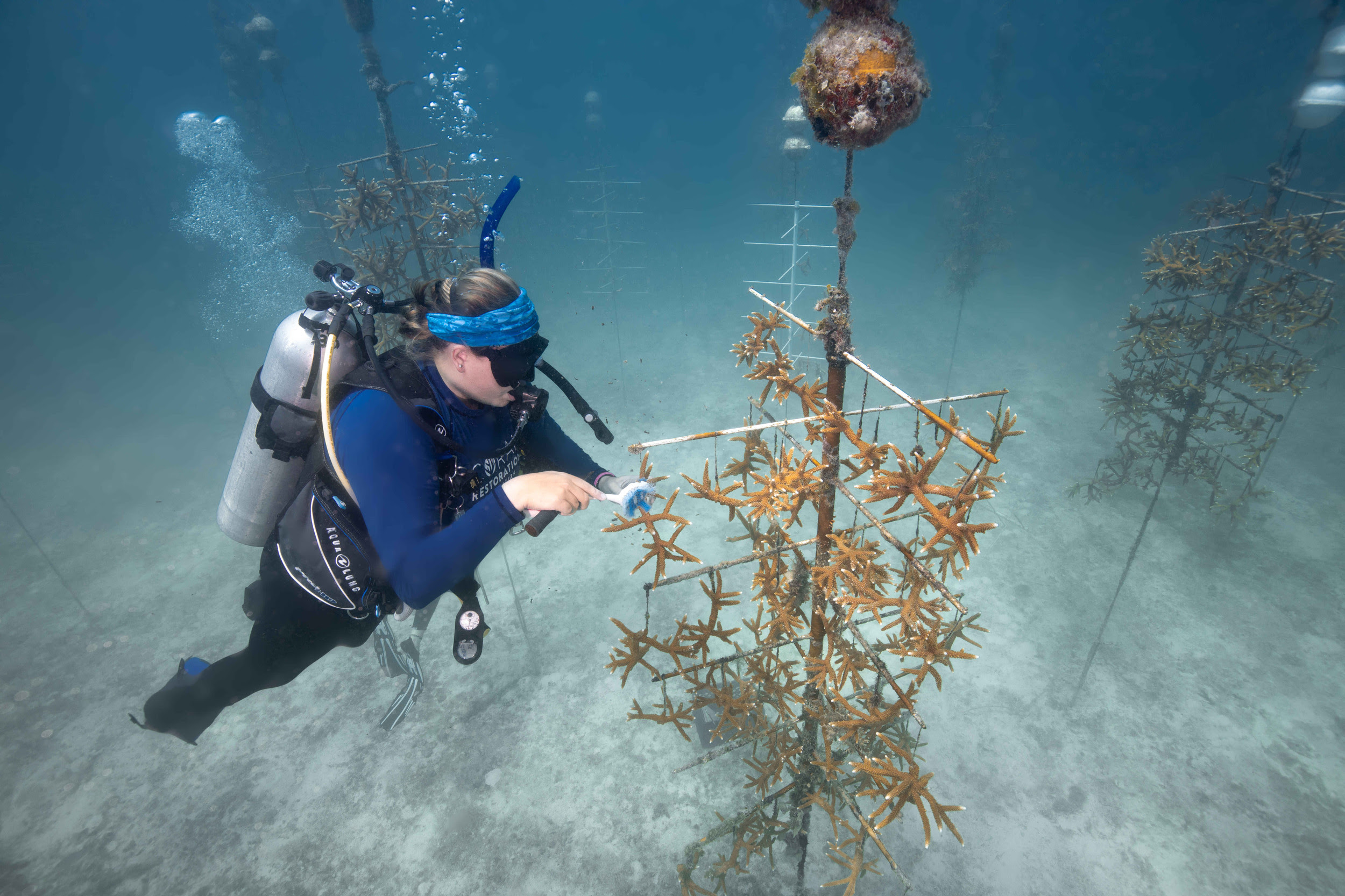 Scuba Diver with coral